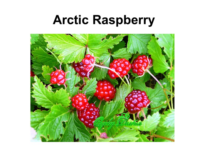 Arctic Raspberry